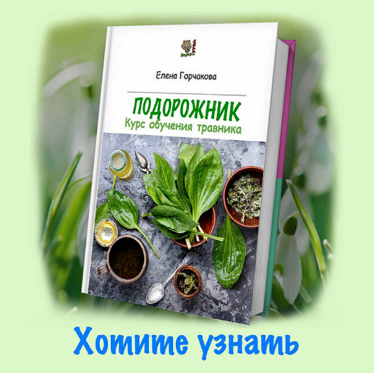 [Елена Горчакова] [Медвежий угол] Подорожник (2023_0.png